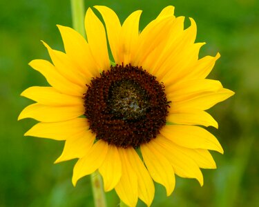 Yellow natural flower