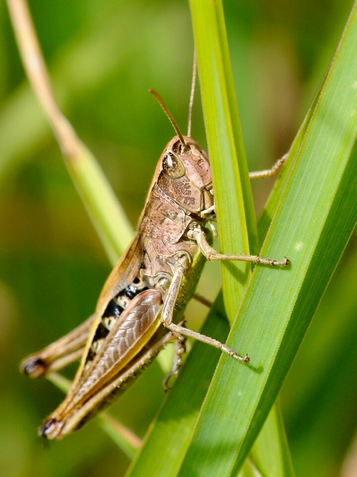 Desert locust insect macro