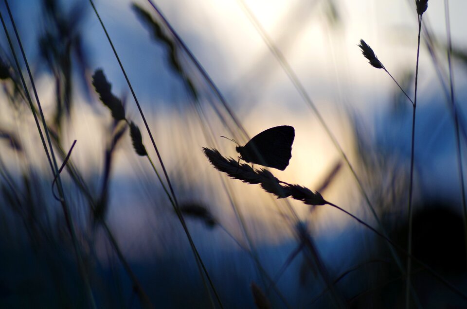 Butterfly against the light bollenberg