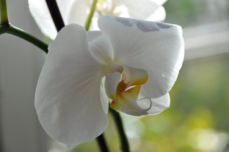 Bloom white close up