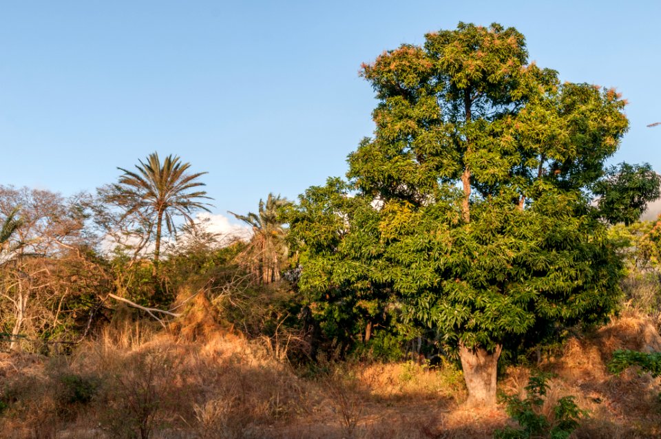San Juan Valley Forest