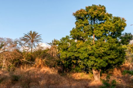San Juan Valley Forest