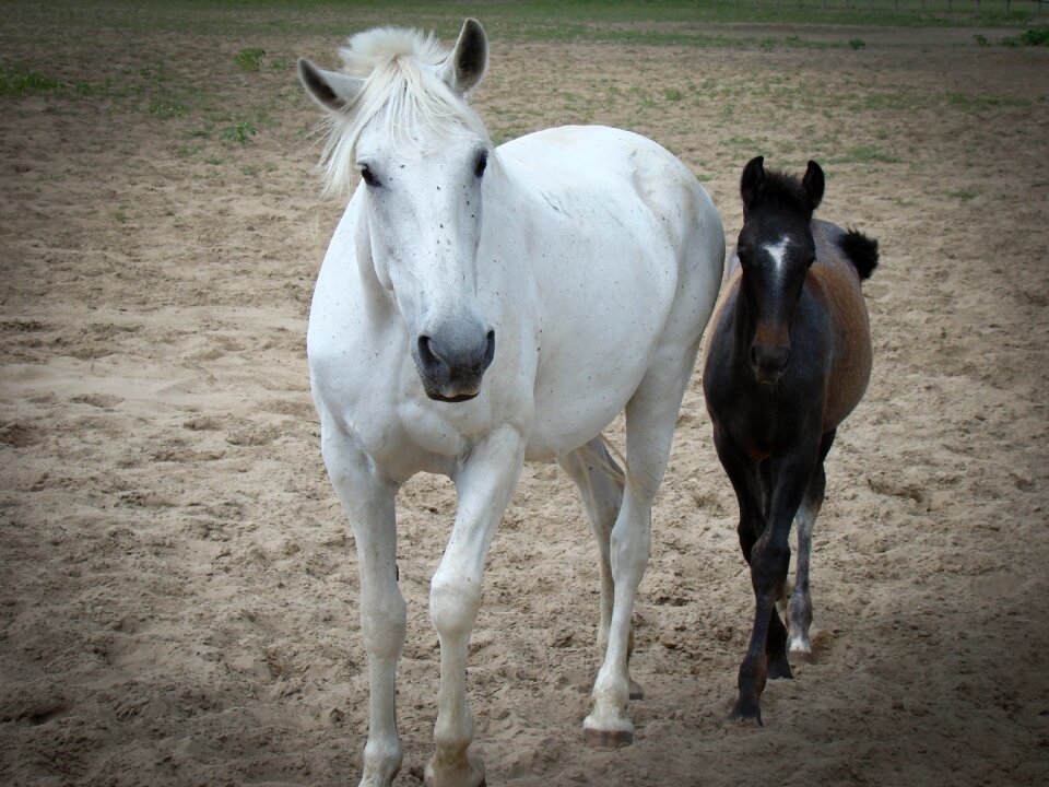 Horses horse brown horse