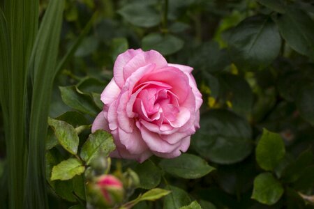 Bloom rose blooms pink rose photo