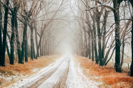 Travel tire tracks trees photo