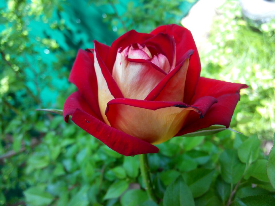 Greens flowers roses