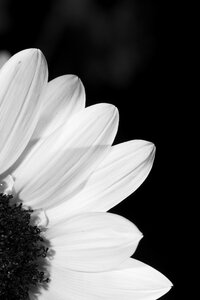 Black and white profile sunflower