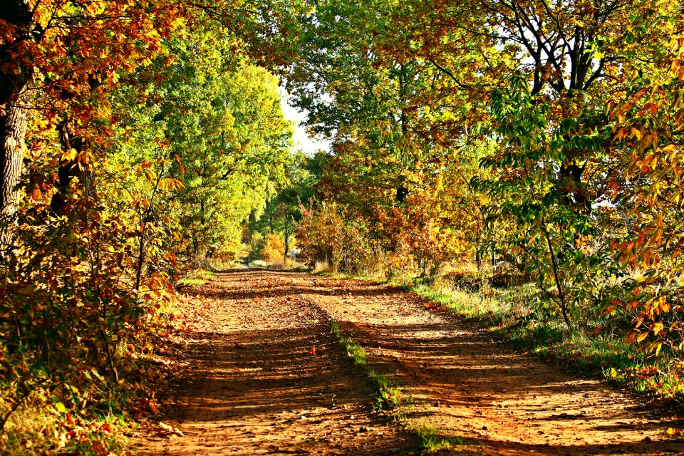 Fall foliage leaves fall color