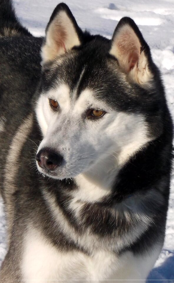 Winter pets snow