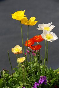 Flower color poppies