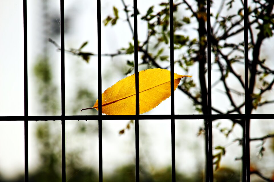Autumn colorful leaf metal