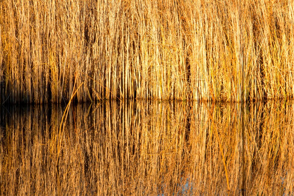 Winter autumn water