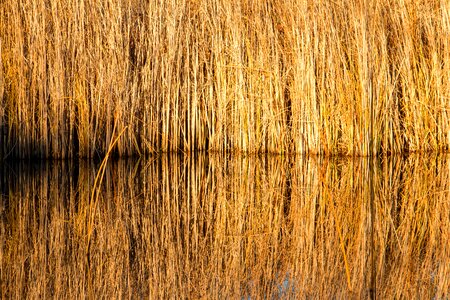 Winter autumn water