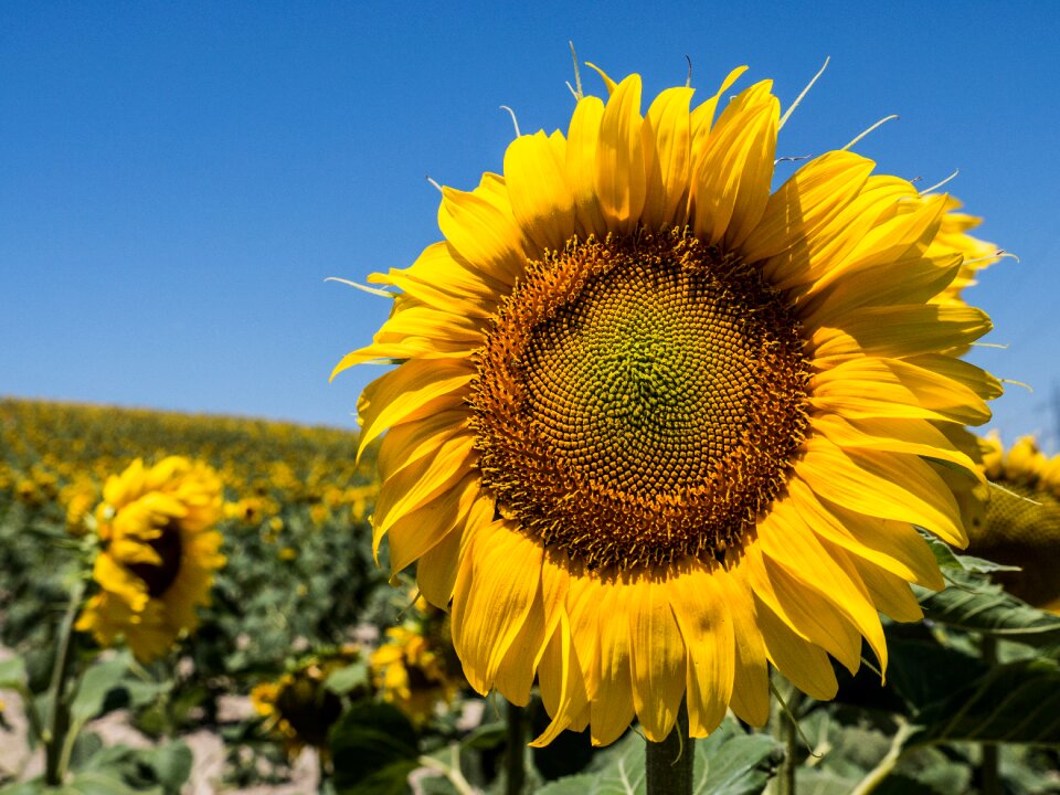Yellow nature field