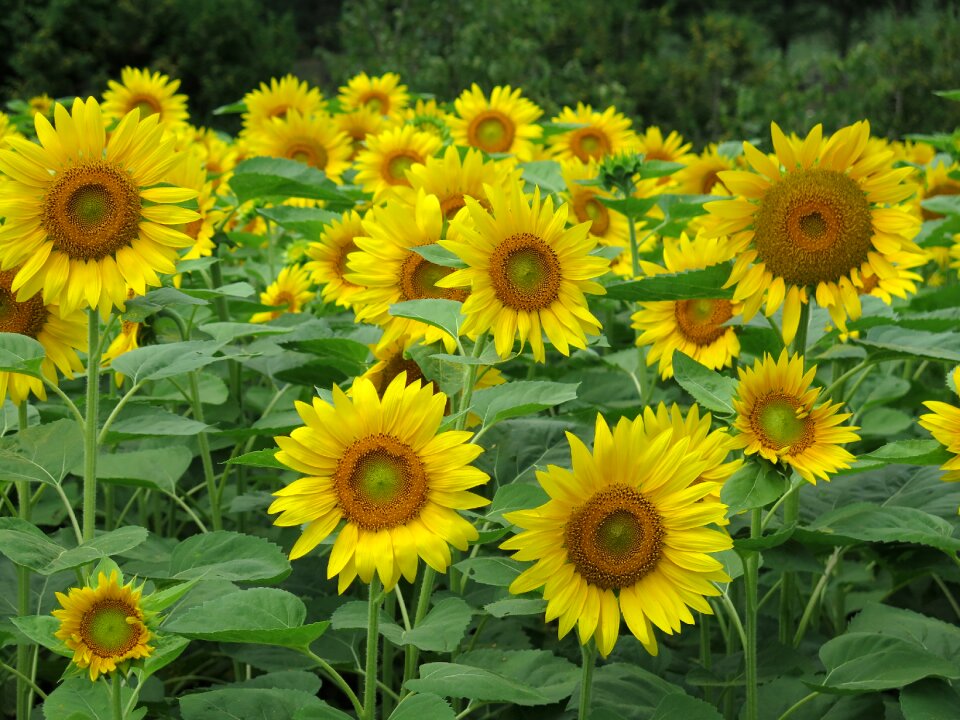 Yellow field green sunflower