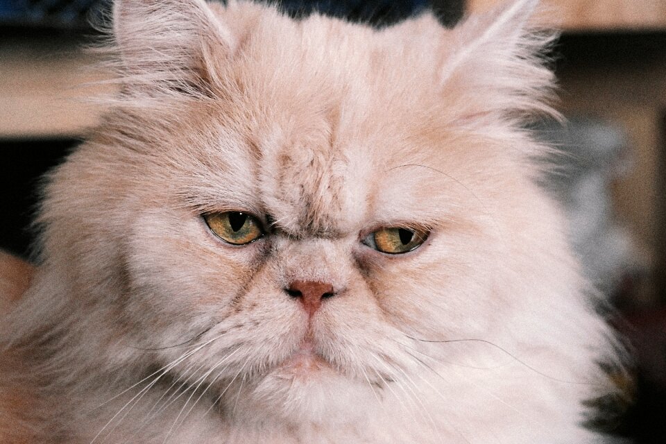 Cat persians cat portrait