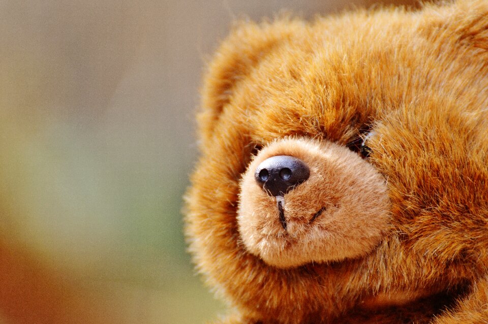 Stuffed animal teddy bear brown bear