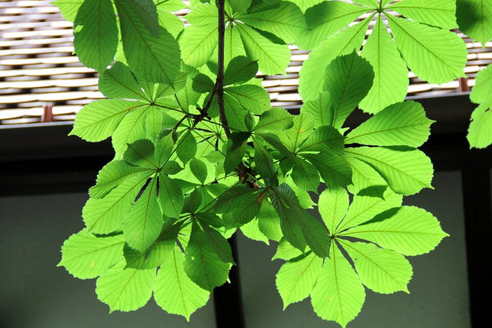 Top light shadow green