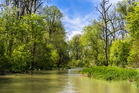Nature waters forest