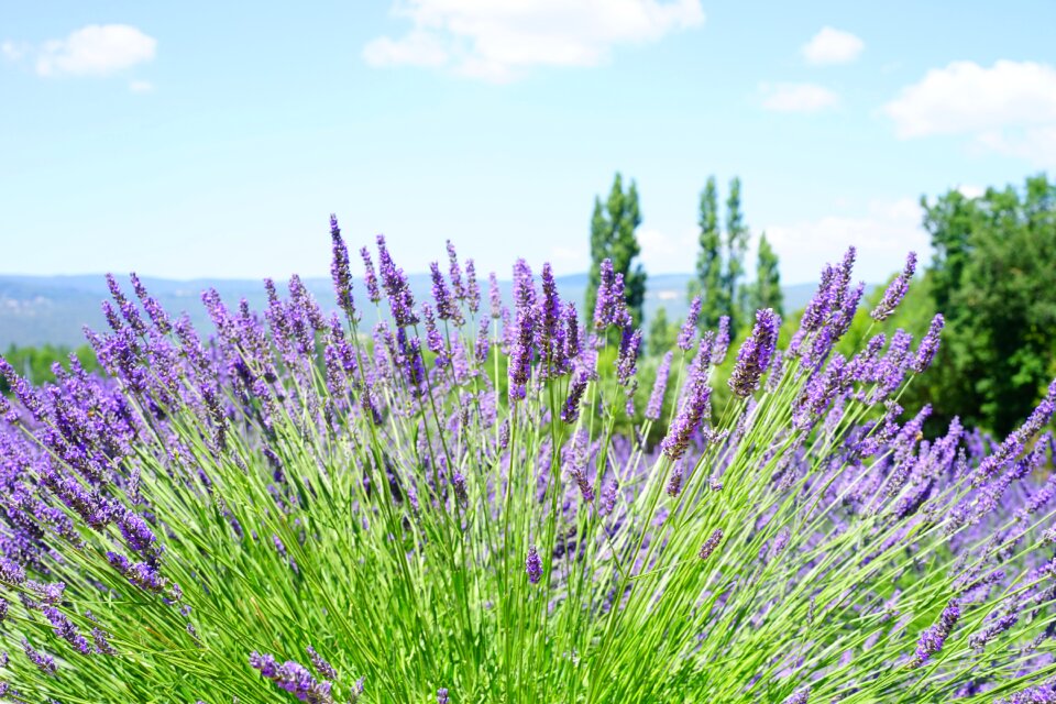 Blue flowers purple