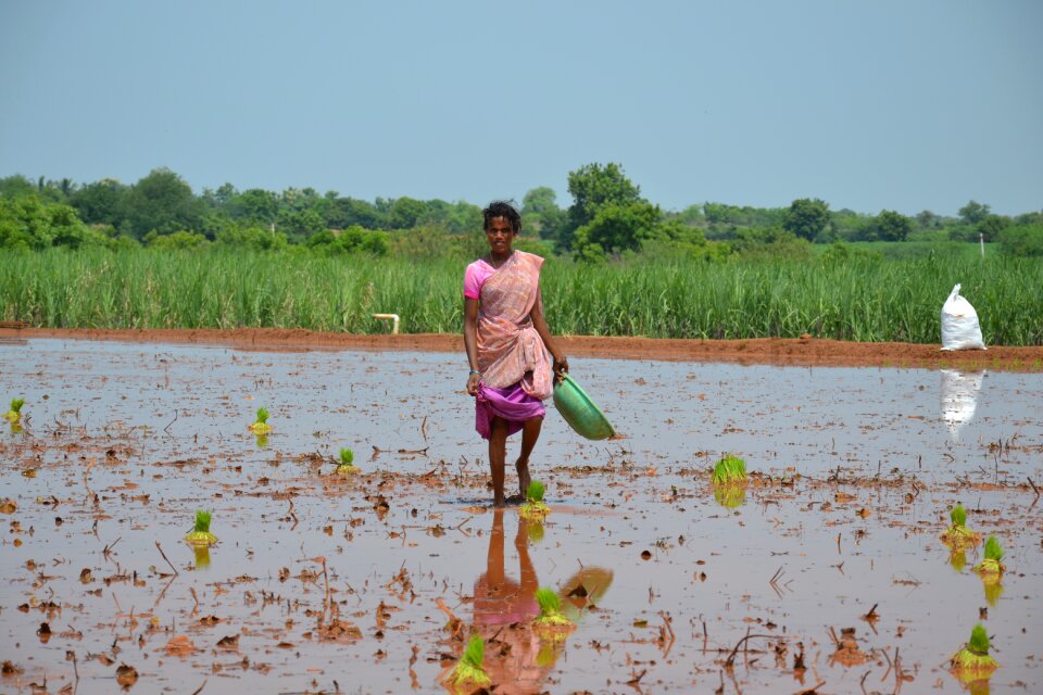 Farm agriculture carvest