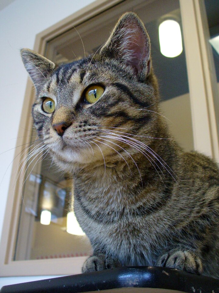 Feline kitty animal