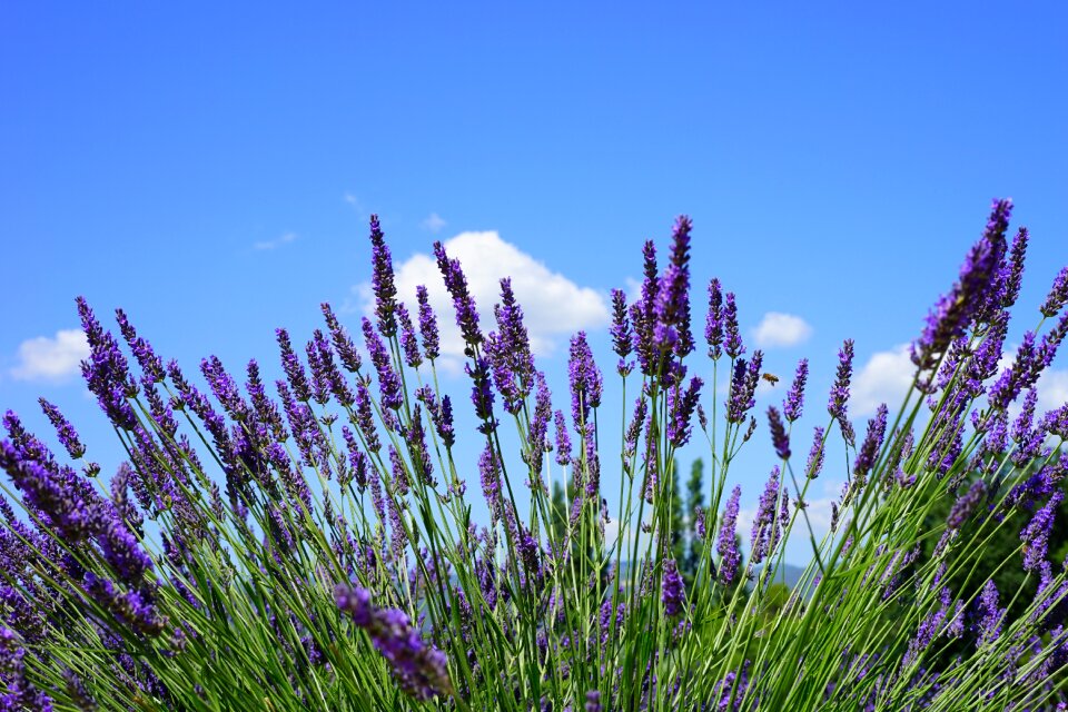 Flora floral lavender photo