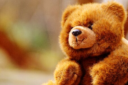 Stuffed animal teddy bear brown bear photo