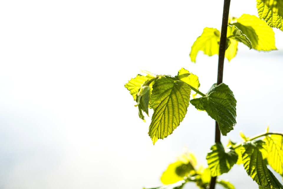 Close up nature leaf