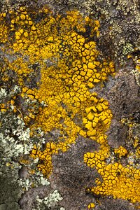 Lichen stone yellow