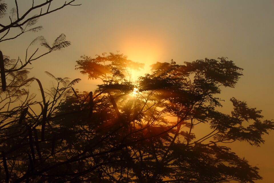 Nature morning scene