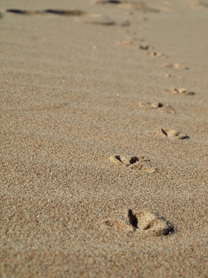 Footprints sand seagull