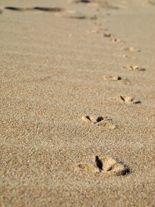 Footprints sand seagull