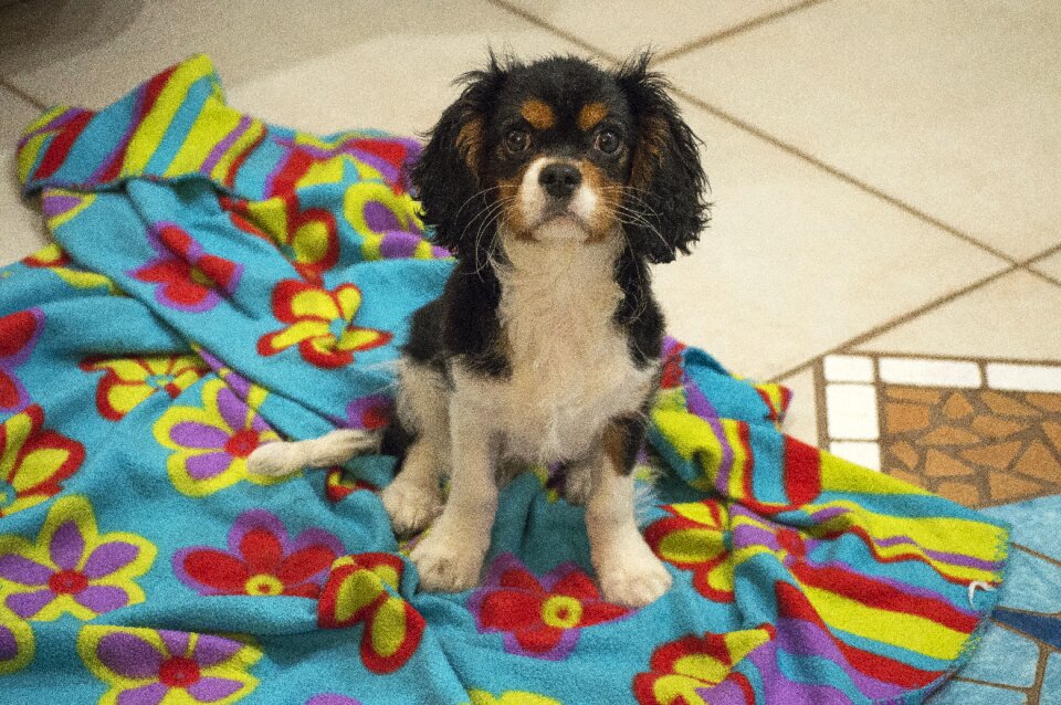 Charles spaniel dogs