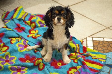 Charles spaniel dogs