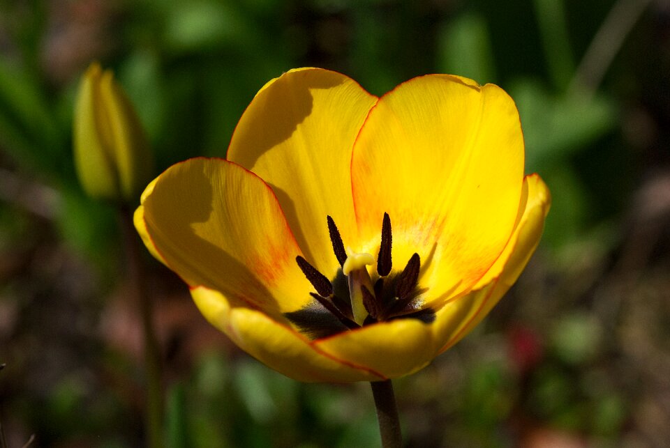 Petals spring yellow photo