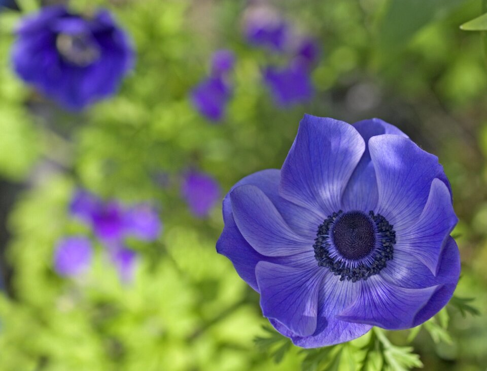 Anemone velvet texture