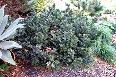 Ruscus aculeatus - Leaning Pine Arboretum - DSC05825