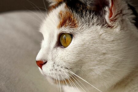 Spotted domestic cat cat's eyes photo