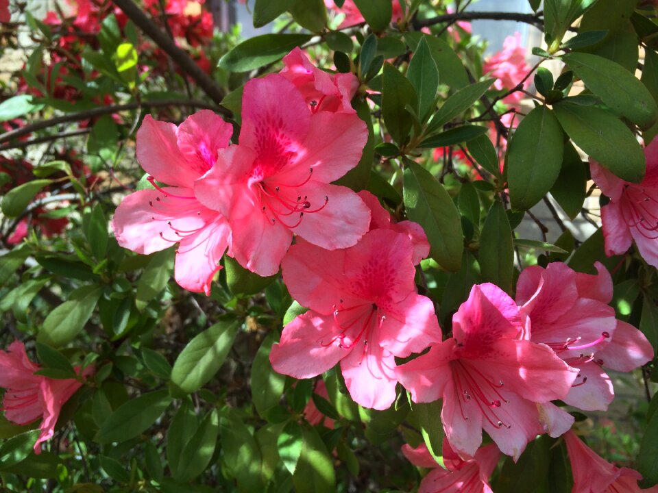 Azalea blossoms close