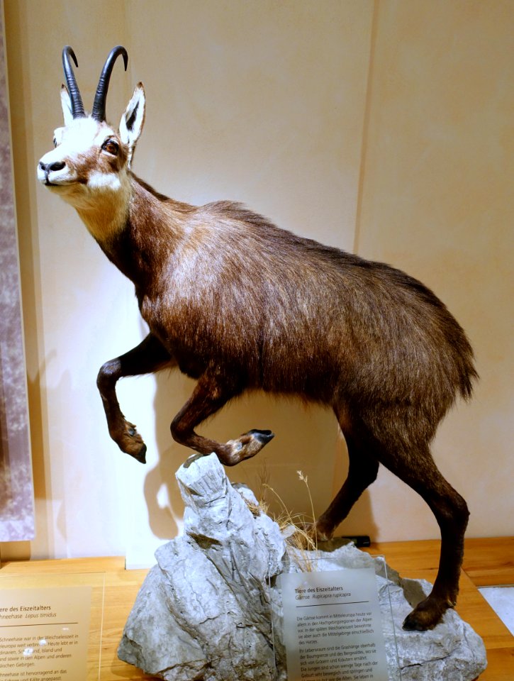 Rupicapra rupicapra - Naturhistorisches Museum, Braunschweig, Germany - DSC05225