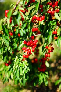 Red fruits ripe photo