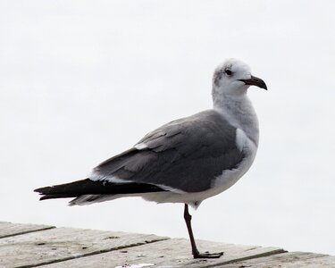 Gull sea pier