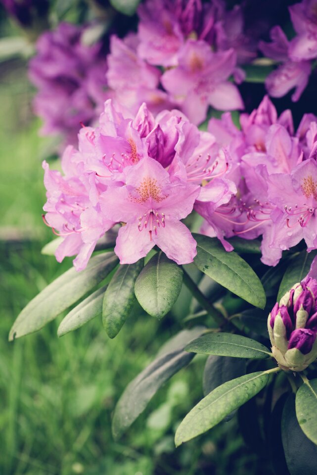 Spring flowers nature