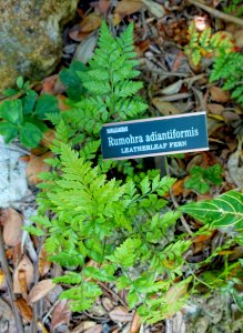 Rumohra adiantiformis - Marie Selby Botanical Gardens - Sarasota, Florida - DSC01892