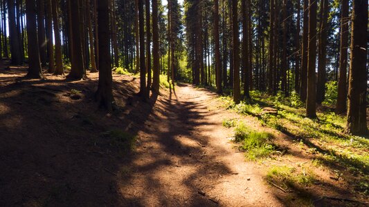 Nature bohemia light