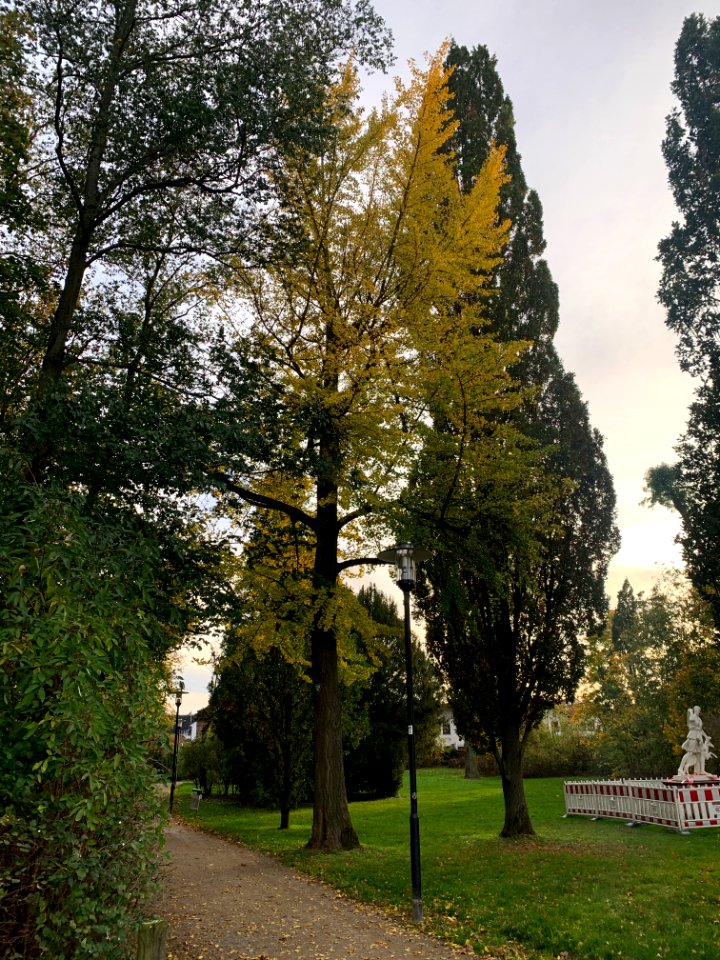 Rumpenheim, Schlossgarten, Ginko 2 (1)