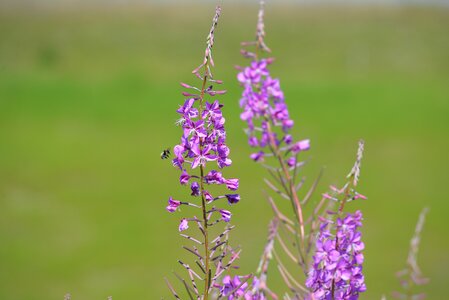 Nectar flower bloom
