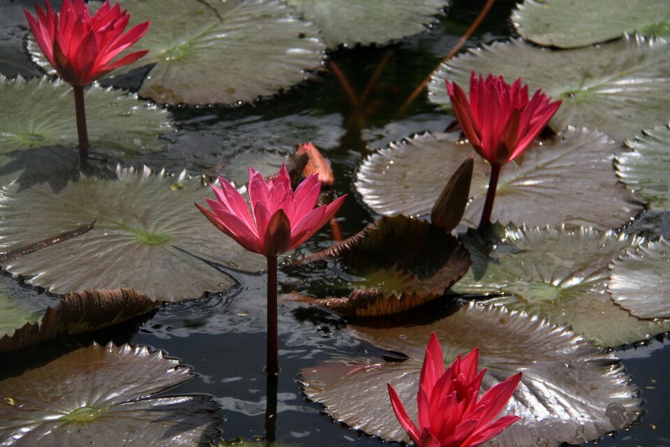 Nature plant blossom