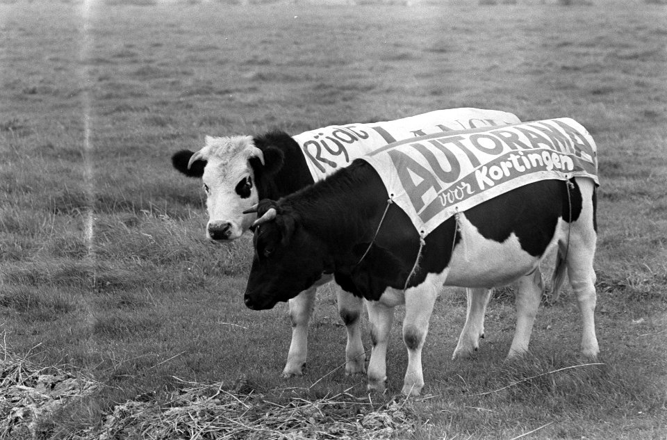 Runderen, koeien, weilanden, reclame, Bestanddeelnr 919-7025